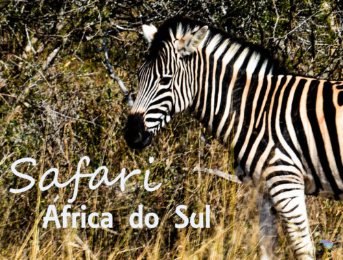 Safari na África do Sul