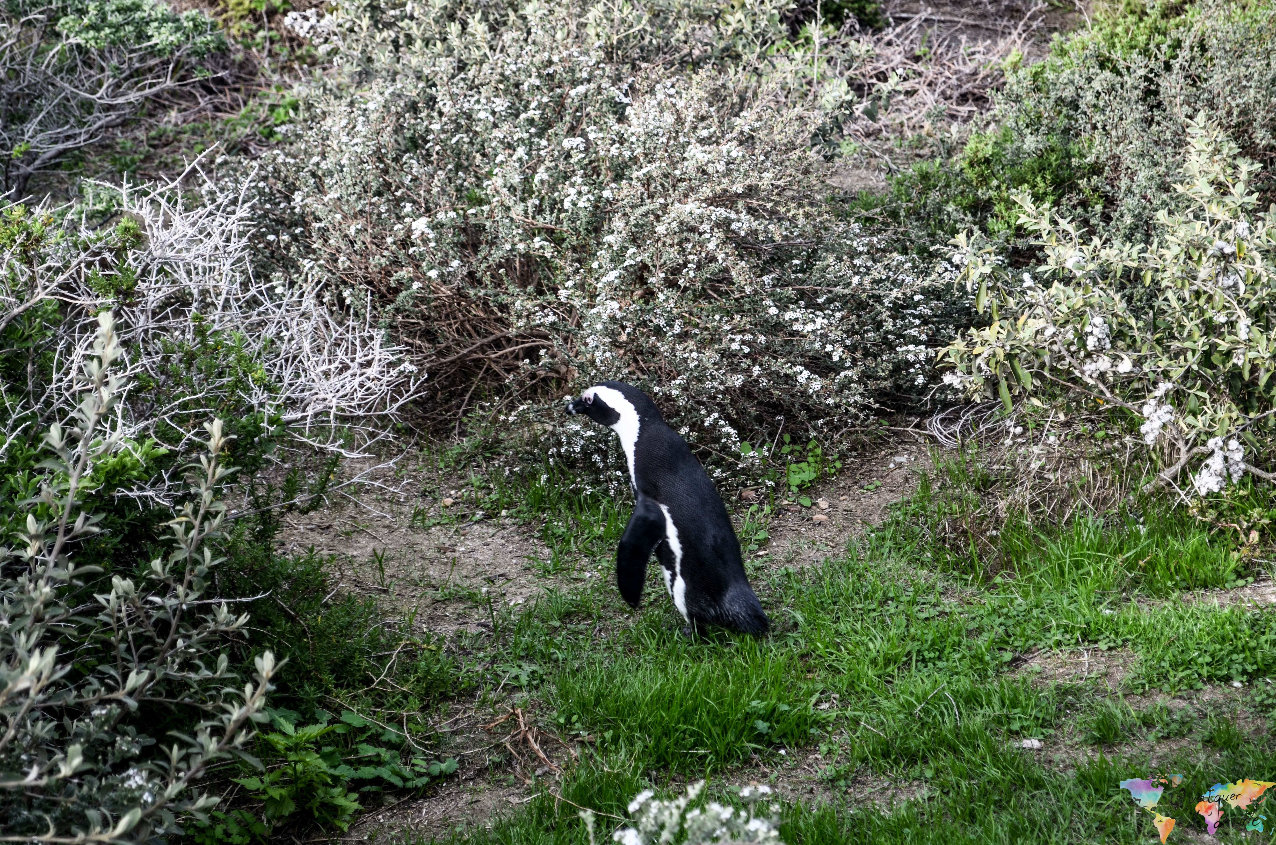 pinguins na cidade do Cabo