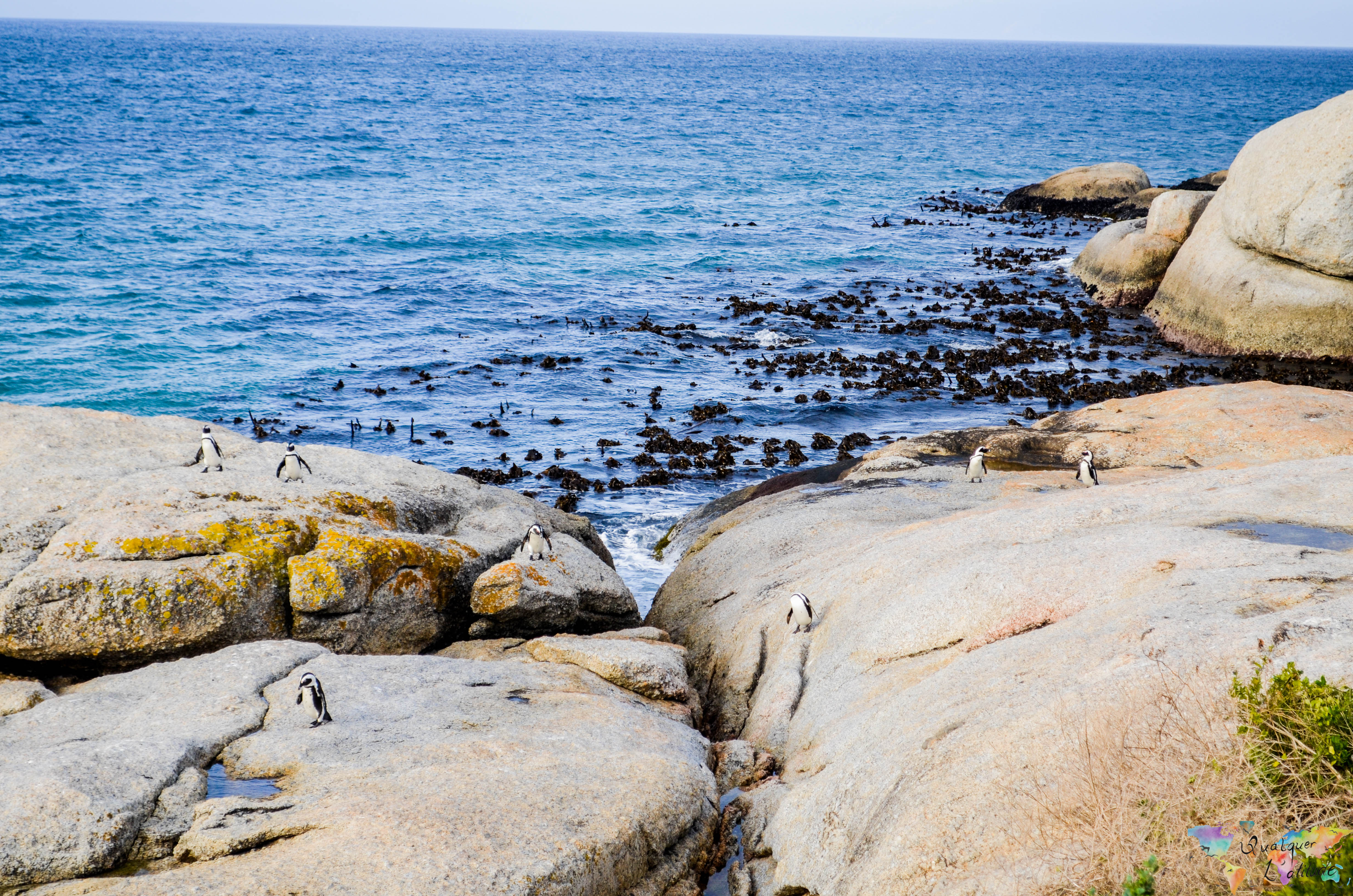 pinguin (9 of 17)