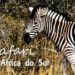 Safari na África do Sul